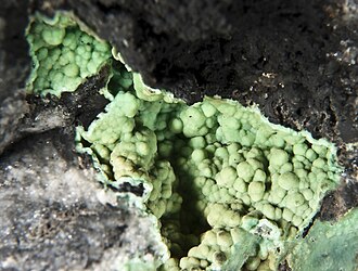 Variscite
